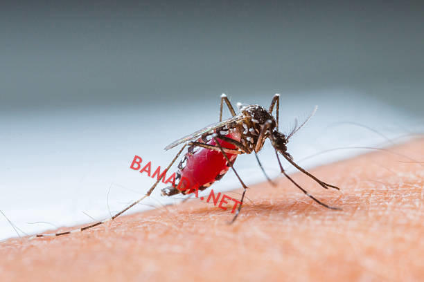 Fumigazioni contro dengue, Zika e chikungunya: per eliminare questi virus in Mali